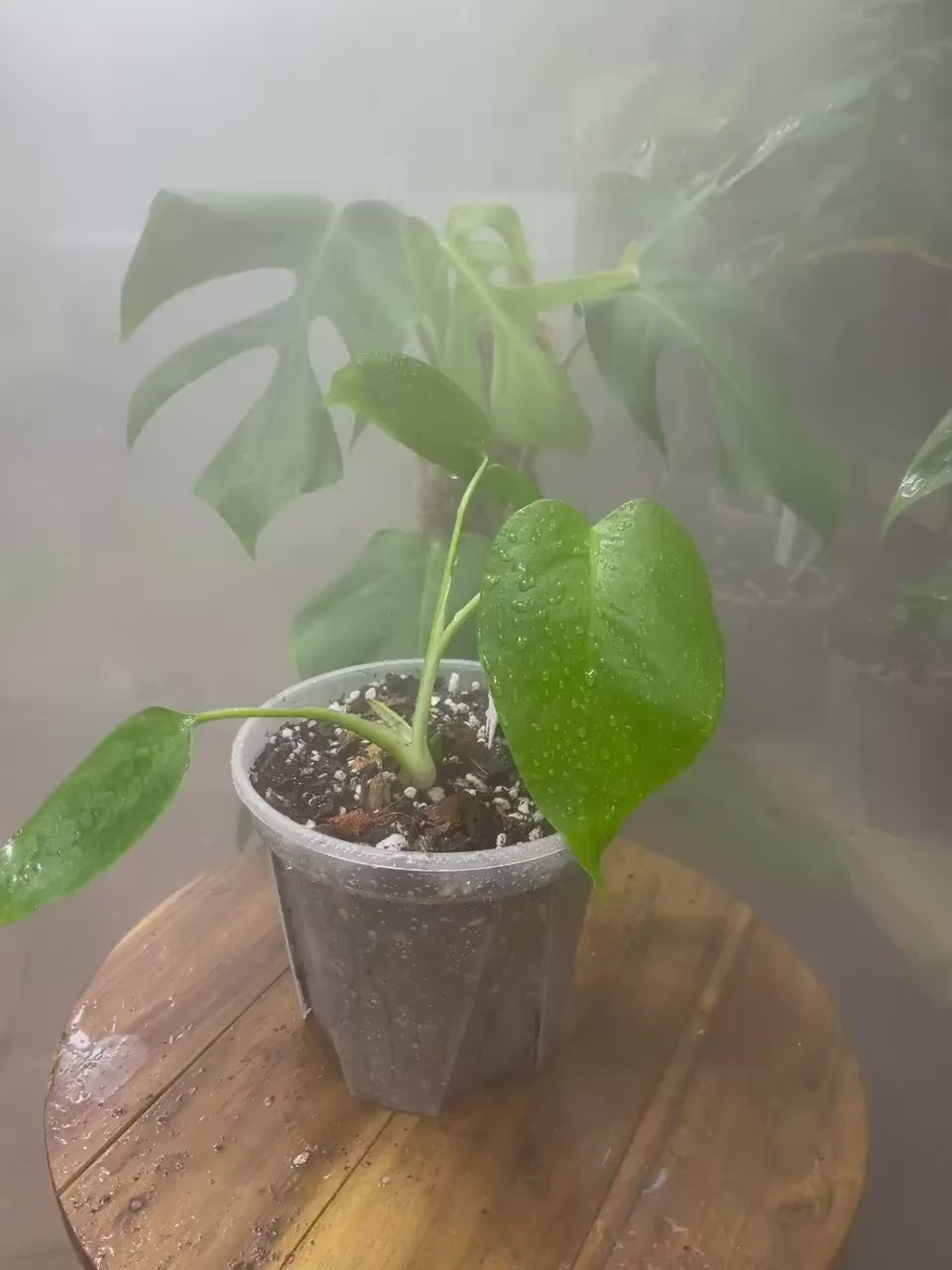 Monstera Deliciosa var. Sierrana Hawaiian Form