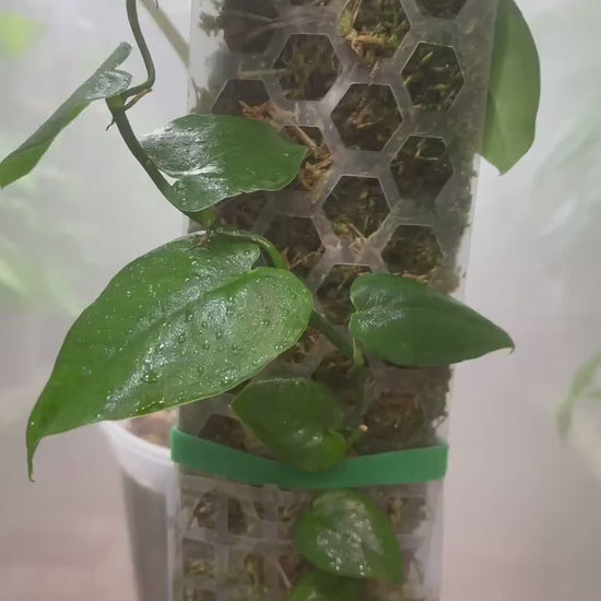 Monstera Punctulata