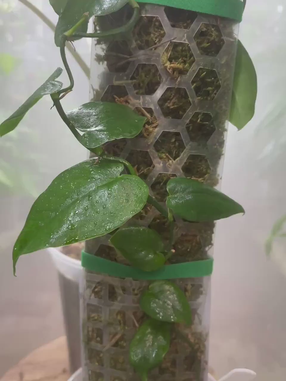 Monstera Punctulata