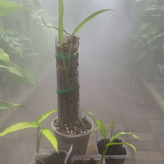 Monstera Obliqua Tiwintza Narrowed Form Rare