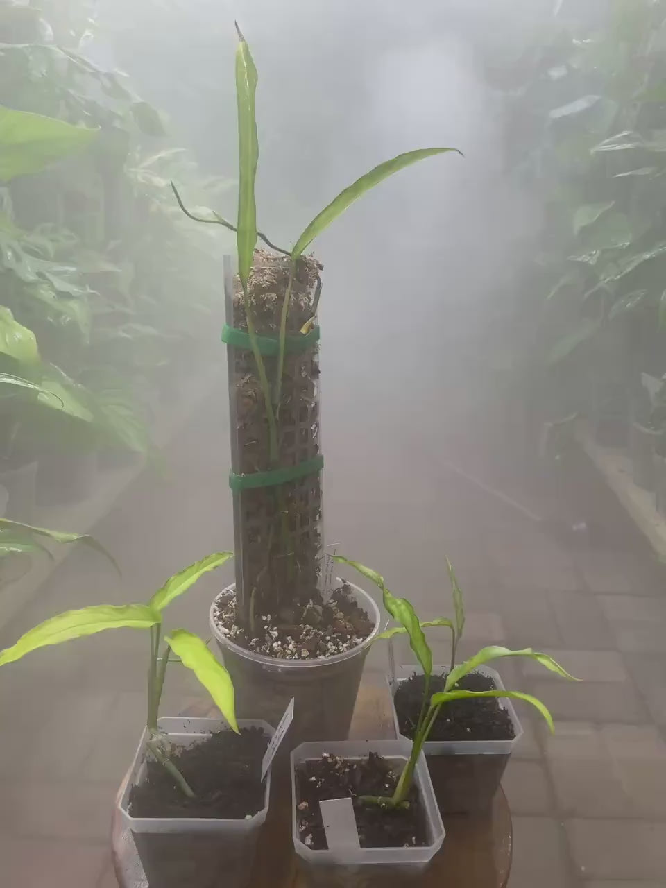 Monstera Obliqua Tiwintza Narrowed Form Rare